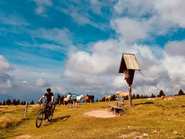 #ebikefun #haflinger #enjoylife #biketour #guidedtour #emtblife #saltenbike #bikeandhorse